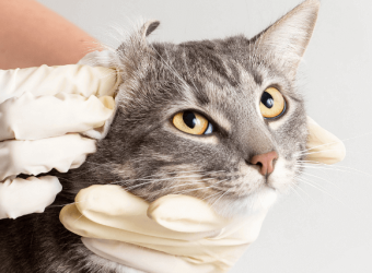 How to Tell if Your Cat Has an Ear Infection